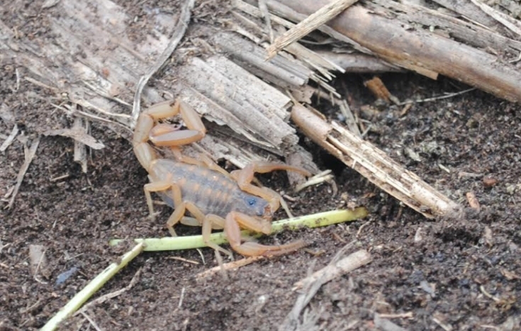 Identifican Nueva Especie De Escorpi N Que S Lo Habita En El Paraje