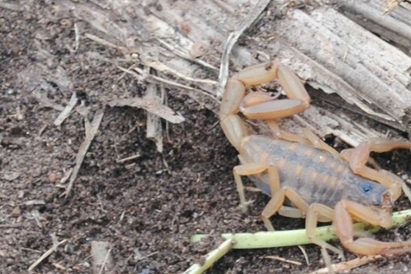 La nueva especie del escorpión se encontró en Paraje Tres Cerros en