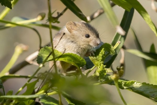 Hantavirus D Nde Vive El Colilargo El Roedor Que Transmite Las