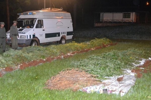 Gendarmería secuestró más de 80 plantas de marihuana en una finca