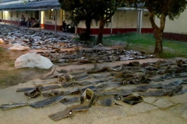 Chaco: Secuestran más de 2 mil cueros de boas en un camión