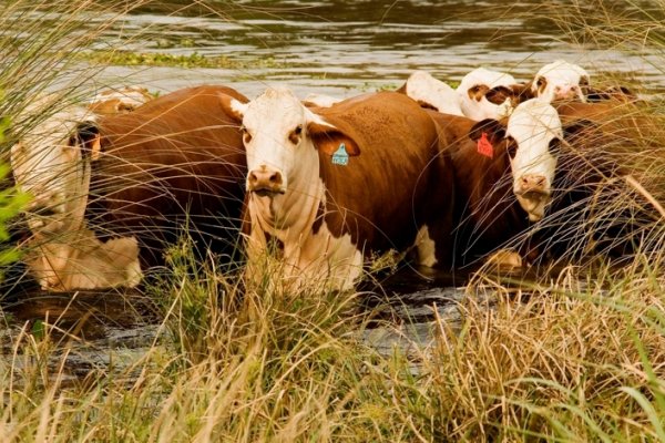 El valor agregado forestal de Misiones cuadruplica al de Corrientes