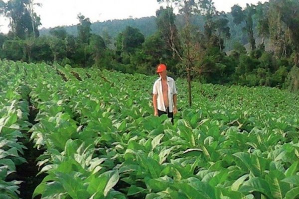 Misiones: Por retraso de Nación, peligra la atención de salud de 6 mil tabacaleros