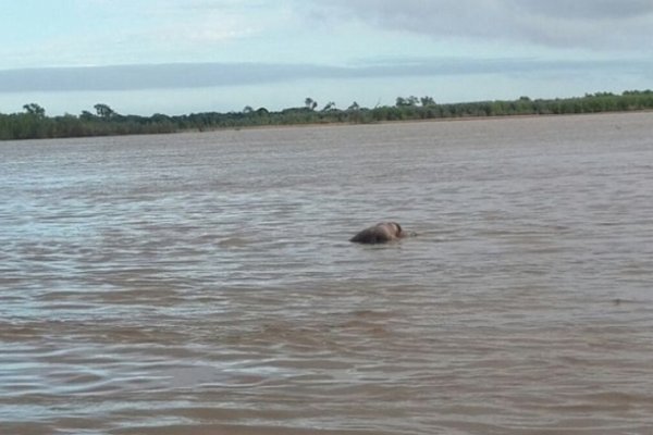 Hallaron este domingo el cadáver de un hombre flotando en el rio Paraná