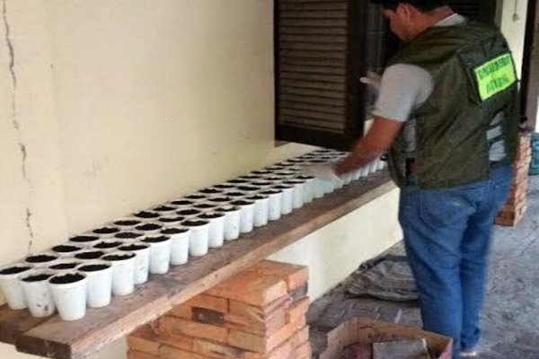 Corrientes: Desbarataron a una banda que cultivaba marihuana en una finca y detienen a tres personas