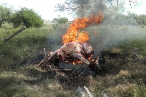 Operativo por faena clandestina en dos localidades correntinas