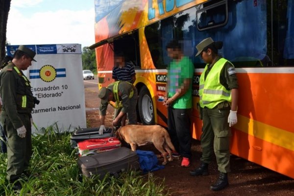 Detienen a pasajero con 30 kilos de flores de marihuana en sus valijas