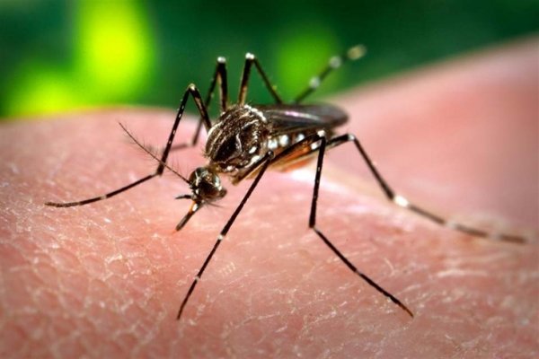 Confirman las primeras dos muertes por dengue en Buenos Aires