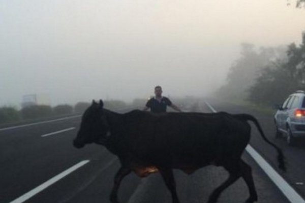 Automovilista esquivó a una vaca y terminó chocando a un motociclista en plena avenida Maipú