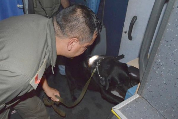 Paso de los Libres: Perro detector de narcóticos halló más de 19 kilos de droga en un colectivo