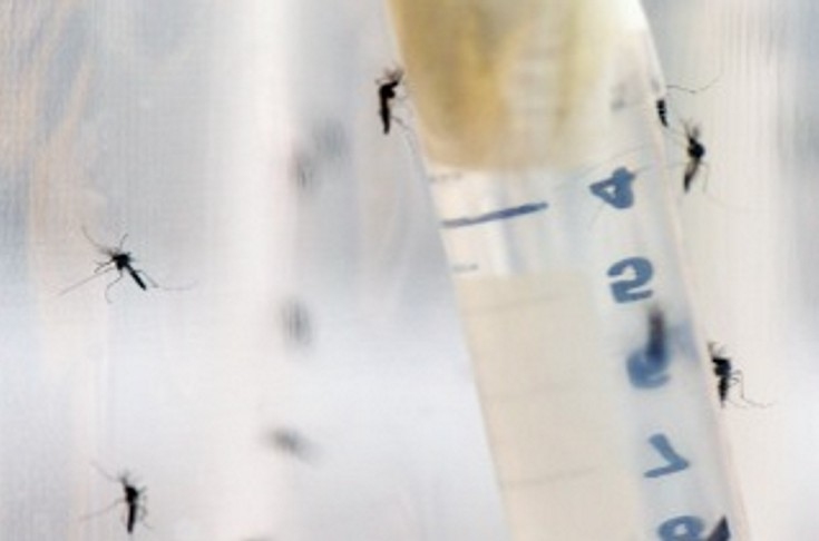 La Oms Aprobó El Uso De La Primera Vacuna Contra El Dengue Corrientes Hoy 5185