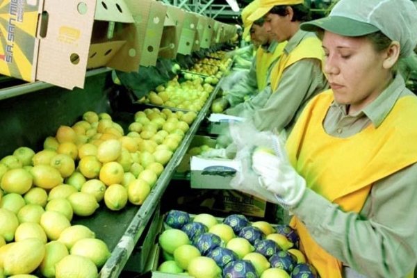 Argentina se consolida como el mayor productor y exportador de limones