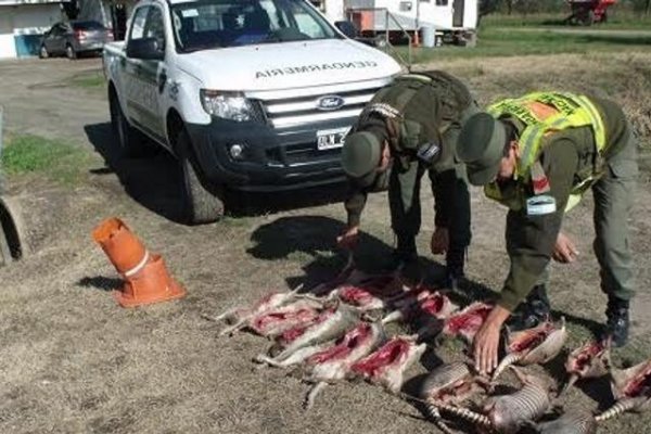 Gendarmería y la Policía incautó animales faenados en Curuzú Cuatiá