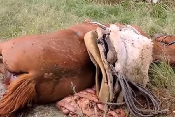 Esquina: Una camioneta arrolló a un caballo con su jinete