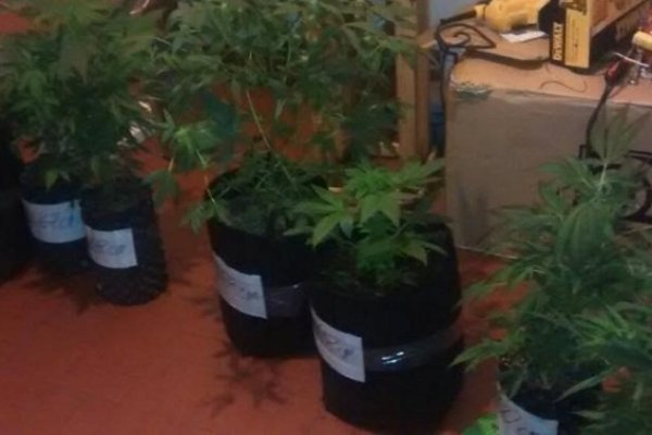 Ituzaingó: Incautan diez plantas de marihuana y elementos para cultivo