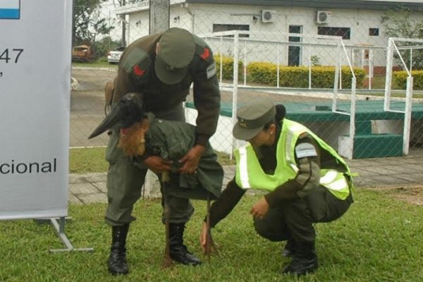 Corrientes: Gendarmería rescató a una cigüeña herida en Ruta 120