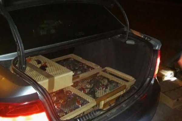 Gendarmería rescató 340 pájaros enjaulados del baúl de un auto