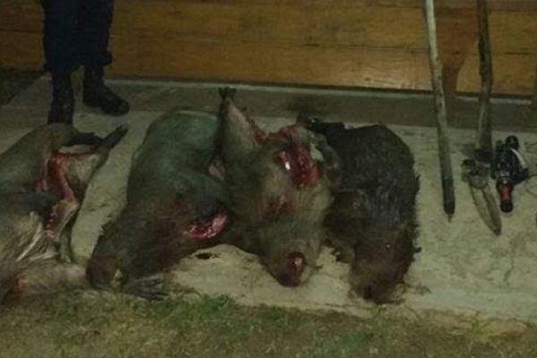 Villa Olivari: Policías secuestraron animales silvestres faenados