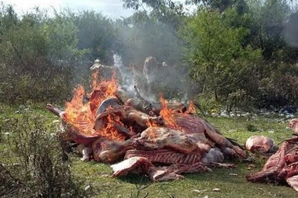 San Luis del Palmar: Incautan gran cantidad de carne por infracciones