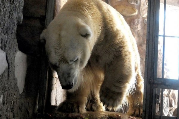 Murió el oso Arturo en el Zoológico de Mendoza