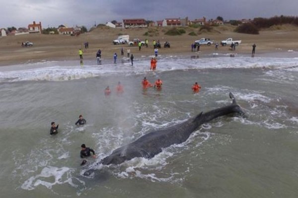 Encontraron una ballena de 30 toneladas encallada en Mar del Tuyú