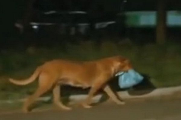 En Sáenz Peña, hallan un perro llevando un feto en su hocico