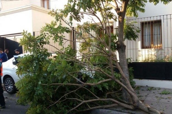 En pleno centro, conductor se descompensó, perdió el control del auto y se dio contra un árbol