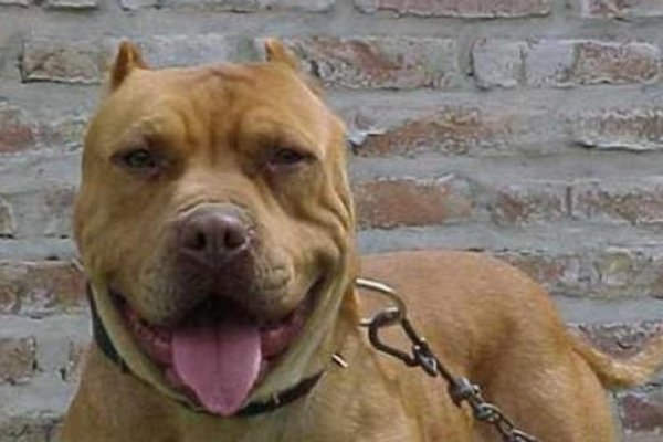 Resistencia: Una mujer murió tras ser atacada por su pitbull