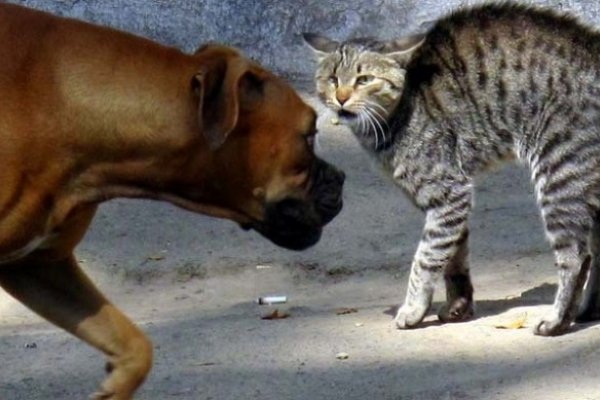 Como perro y gato