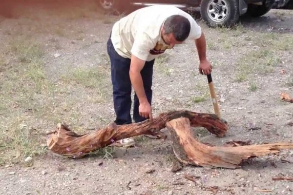 Hacer leña con el árbol cayéndose