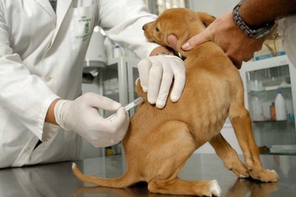 Lanzaron la campaña anual de Vacunación Antirrábica para mascotas