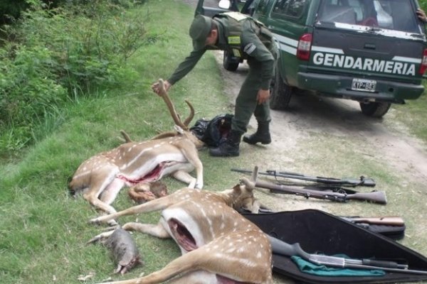 Corrientes: Incautan animales faenados y armas de fuego