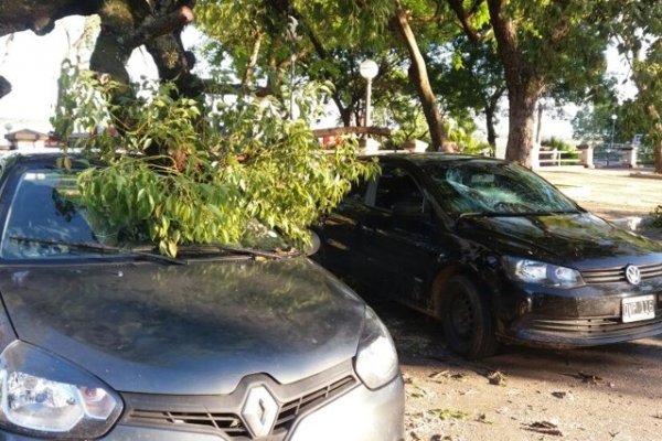 Un árbol cayó sobre dos autos en Costanera General San Martín