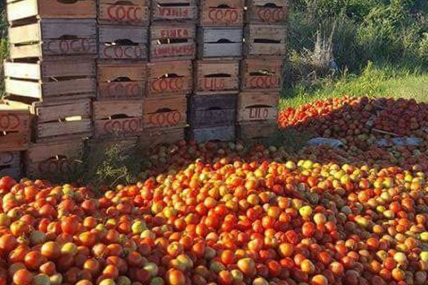 Estamos del tomate