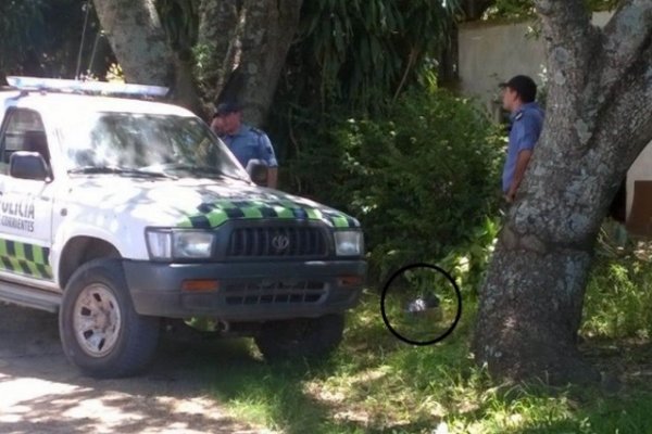 Lavalle: Perro encontró un feto en la calle y lo llevó hasta su casa