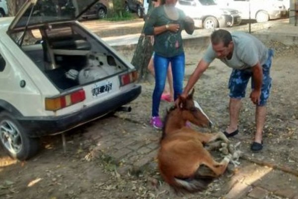 Trasladó en un Fiat 147 a la Facultad de Veterinaria a potrillito atropellado por un conductor que escapó