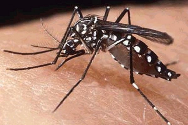 Confirman caso de dengue en Corrientes