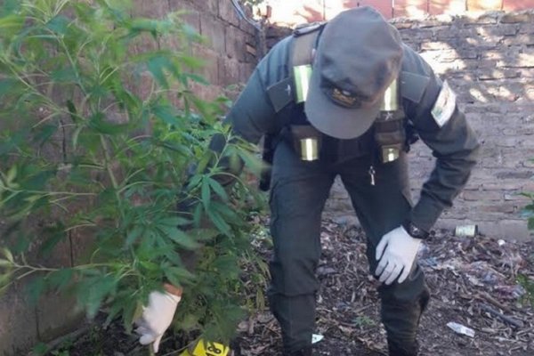 Gendarmería allanó una casa y secuestró 28 plantas de marihuana