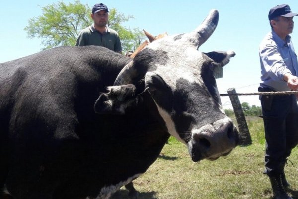 Mburucuyá: Detienen a cuatreros y recuperan un animal robado