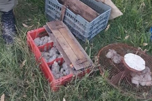 Gendarmería secuestró aves y armas en la zona de Curuzú Cuatiá