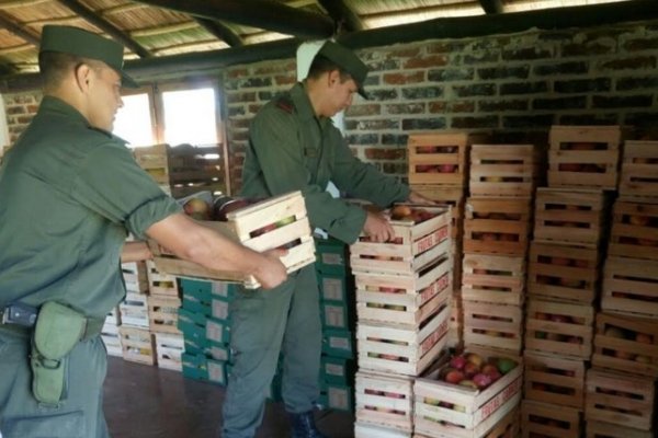 Gendarmería secuestró frutas y verduras tropicales sobre Ruta 14