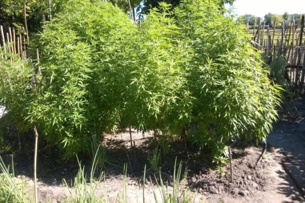 Empedrado: Hallan 32 plantas de marihuana en una vivienda