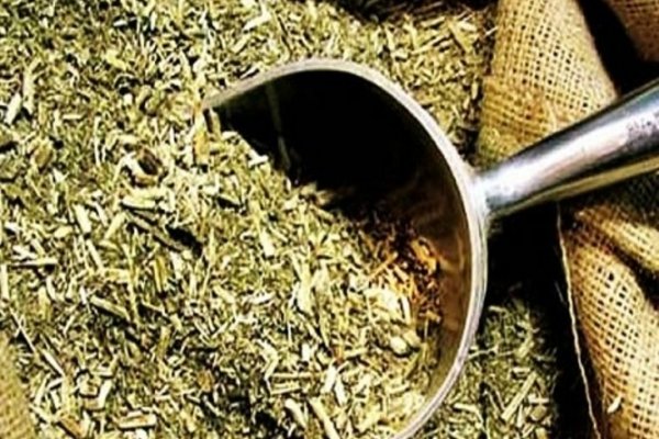 La exportación de yerba mate sufrió un importante descenso en la provincia de Corrientes