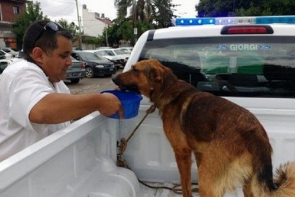 Detuvieron a dos hombres por atar a un perro a un coche y hacerlo correr