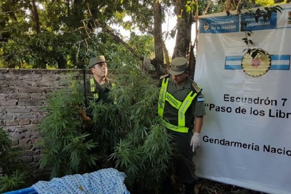 Gendarmería incautó plantas de marihuana en Curuzú Cuatiá