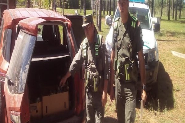 San Cosme: Incautan loros que eran transportados en el baúl de un coche