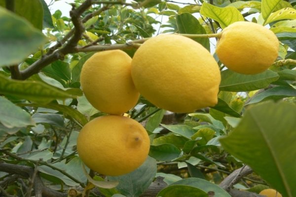 Productores de Bella Vista afectados por el cierre de importación de limones de EEUU