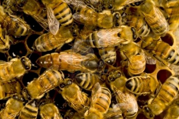 Corrientes: Un hombre fue atacado por un enjambre de abejas sobre ruta 12