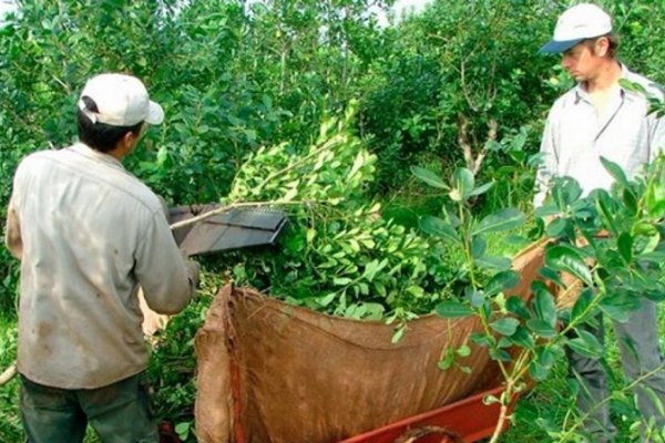 Productores harán un yerbatazo en reclamo de mejores precios