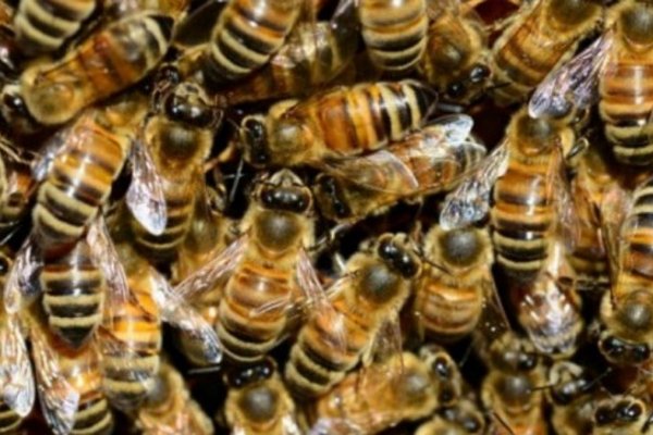 Abuelo murió tras un ataque de abejas